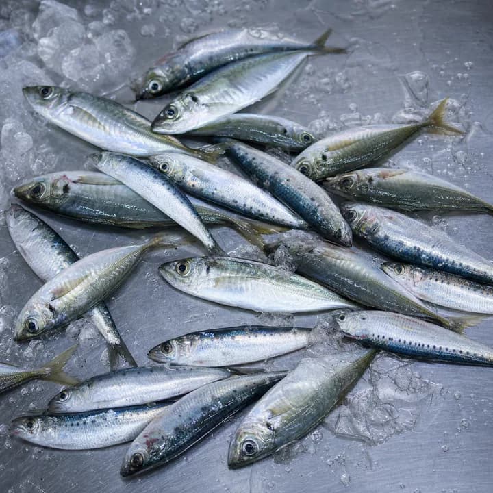 魚を数えるサンプル画像